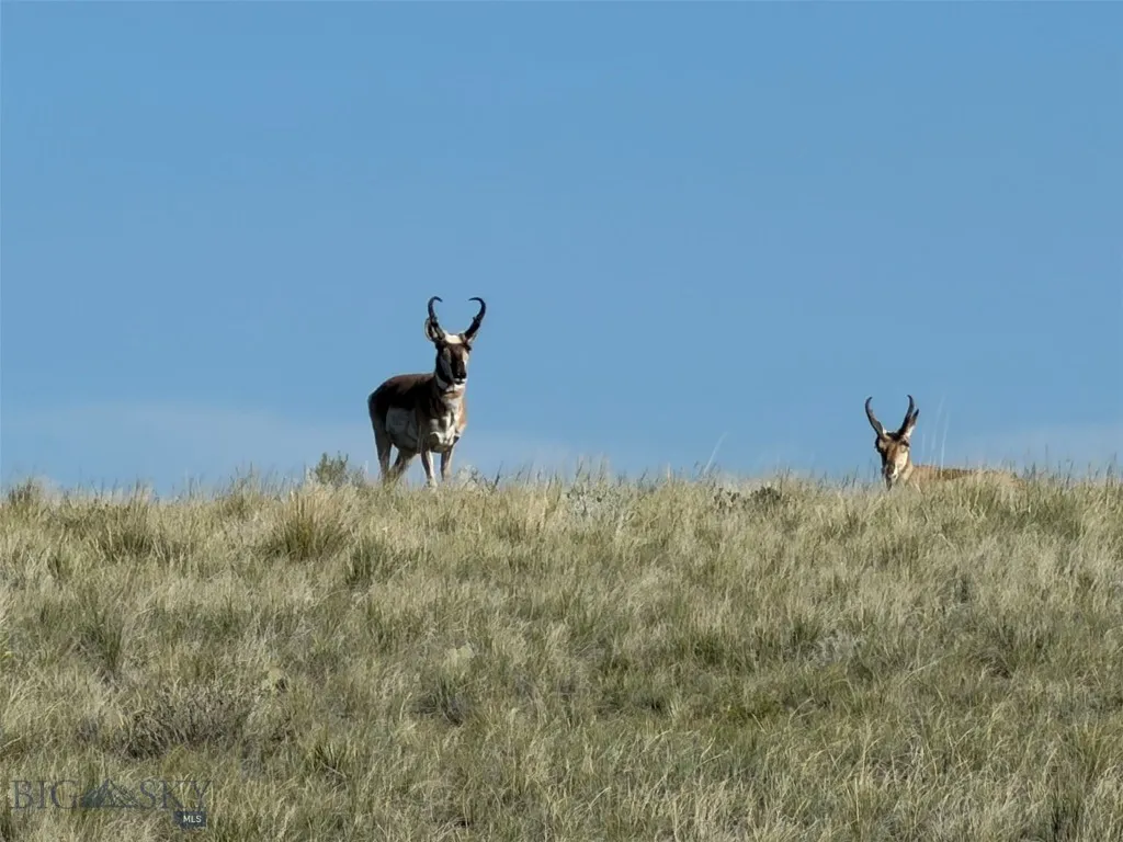 Tbd Bluebird Drive Dillon MT 59725