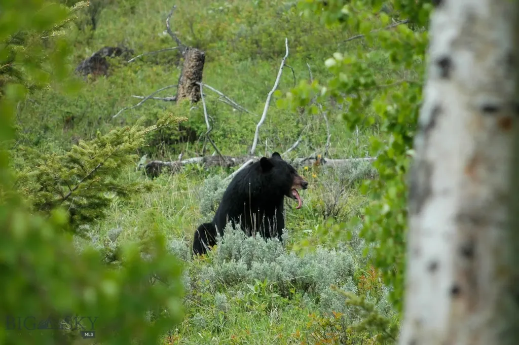 Bozeman MT 59715