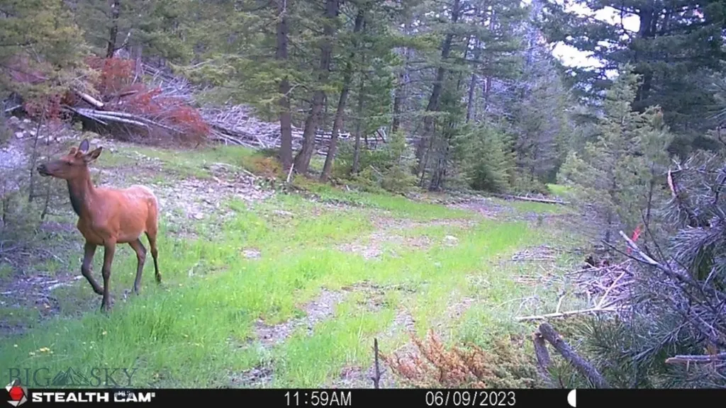Crow Bar Indian Creek Townsend MT 59644