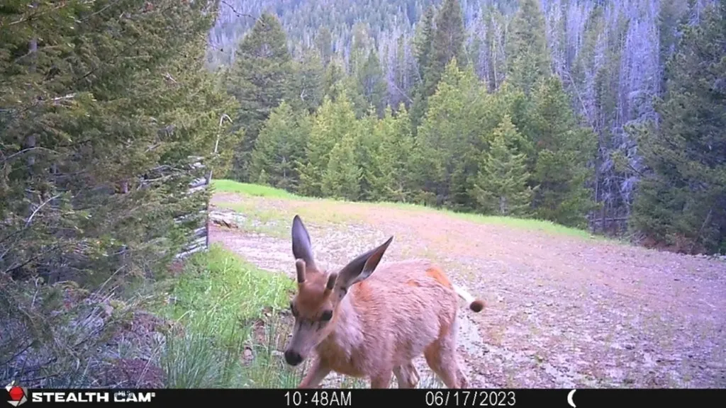 Crow Bar Indian Creek Townsend MT 59644