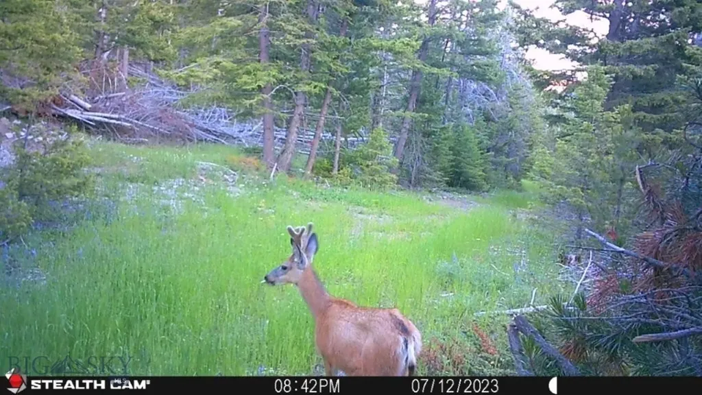 Crow Bar Indian Creek Townsend MT 59644