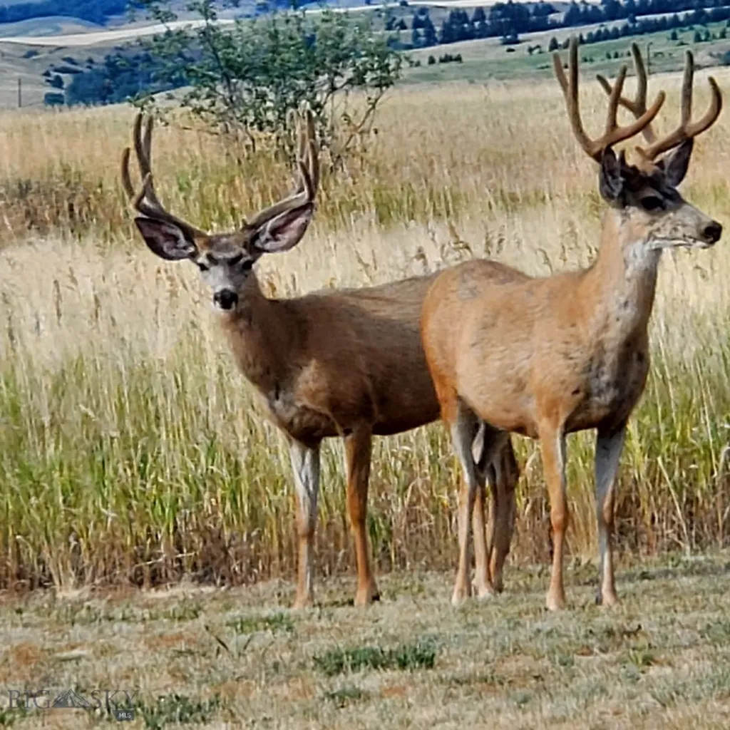 47 Saddle Spur Bozeman MT 59715