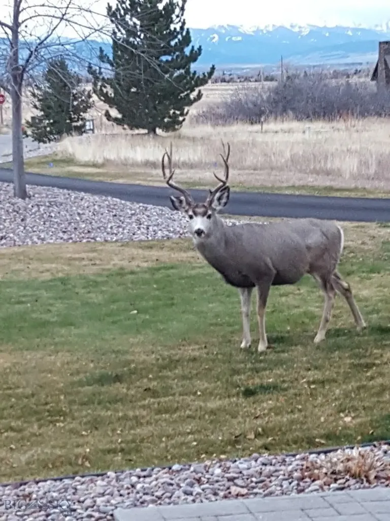 47 Saddle Spur Bozeman MT 59715