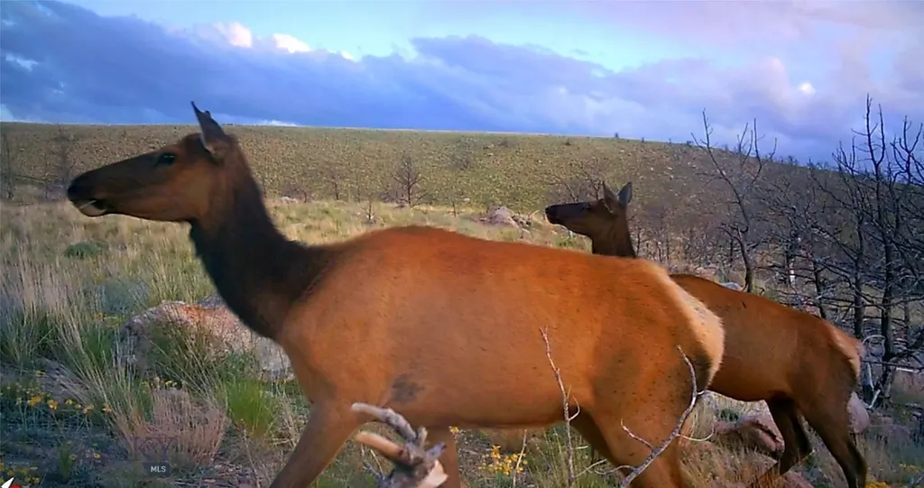 Tbd Ranger Way Red Lodge MT 59068