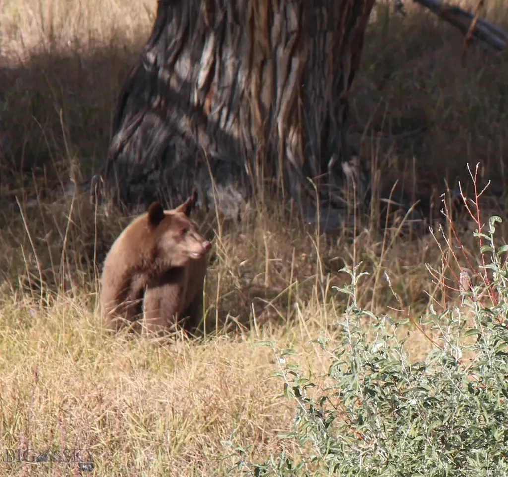 Tbd Ranger Way Red Lodge MT 59068