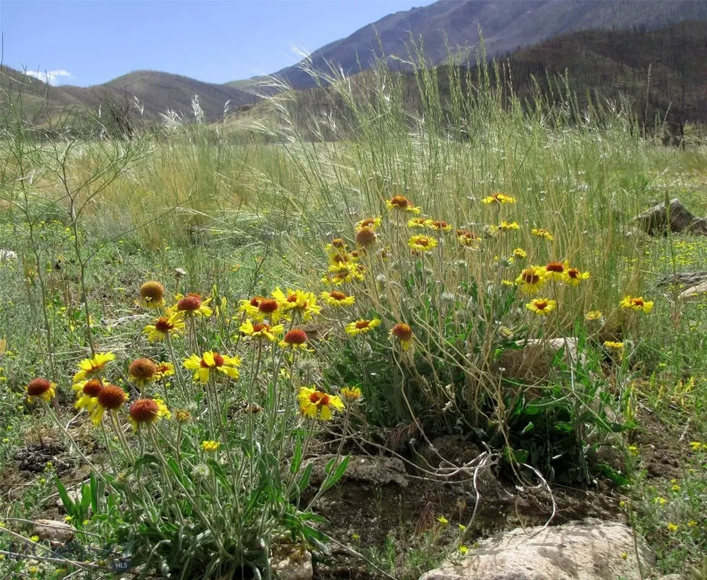 Nhn Ranger Way Red Lodge MT 59068