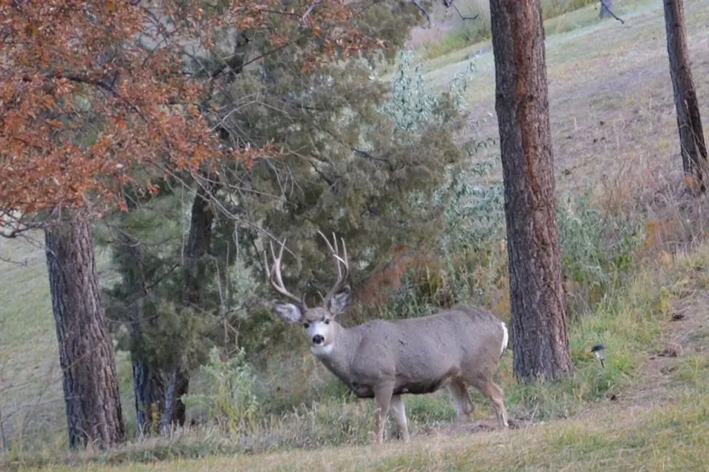 5755 Ogle View Road East Helena MT 59635