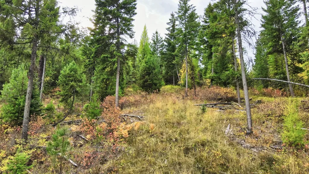 Tbd Cold Creek Road St Regis MT 59866