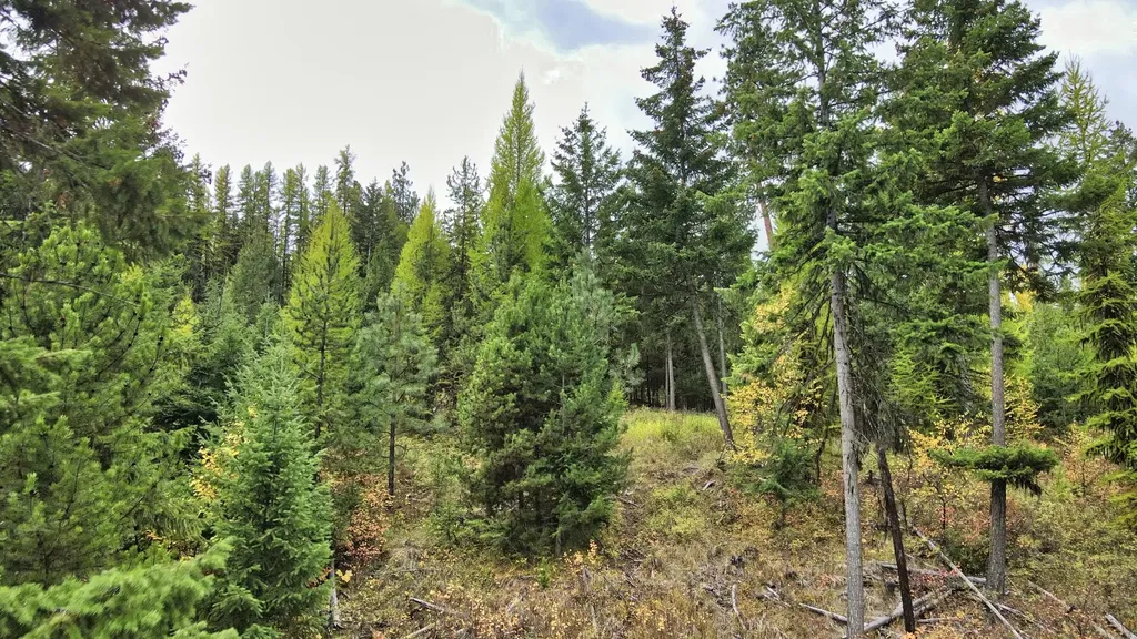 Tbd Cold Creek Road St Regis MT 59866