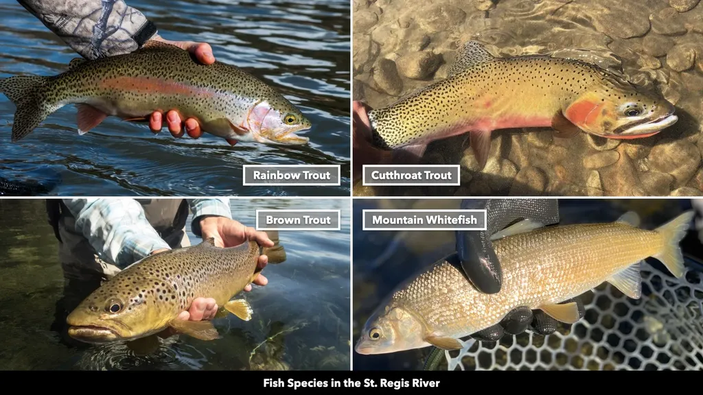 Tbd Cold Creek Road St Regis MT 59866
