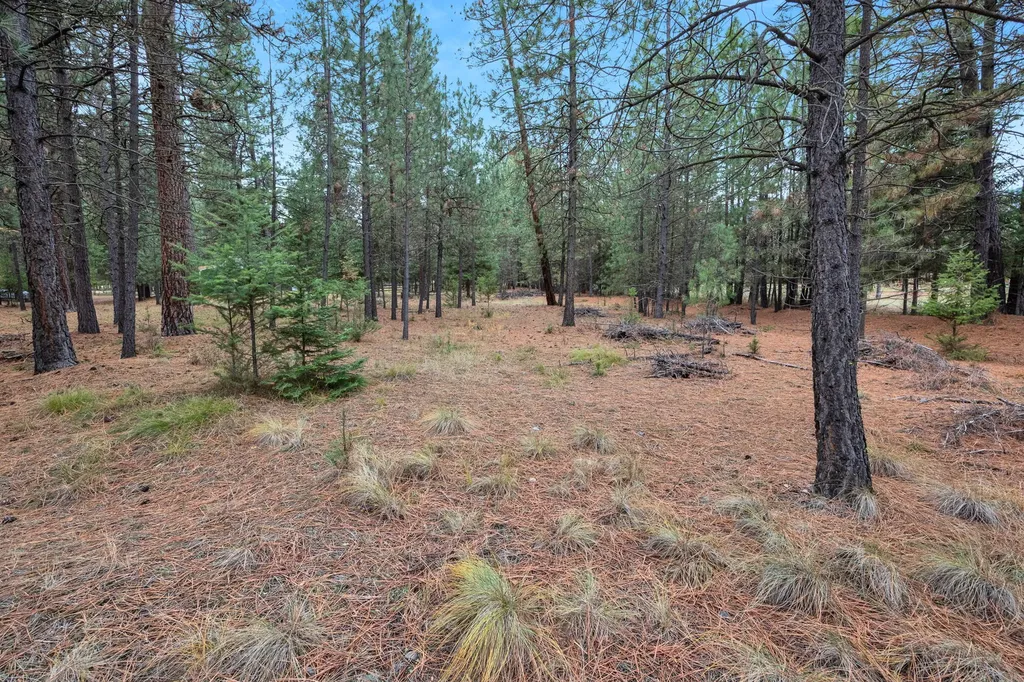 Nhn Swamp Creek Road Plains MT 59859