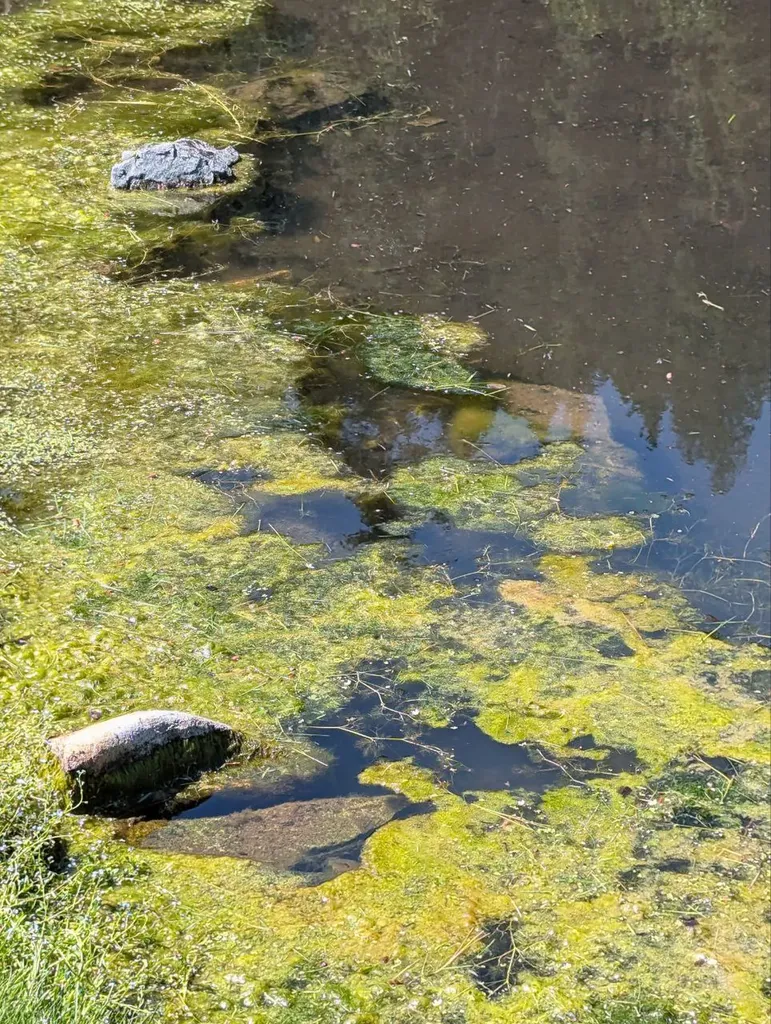 Blue Moose Ponds, Llc Stevensville MT 59870