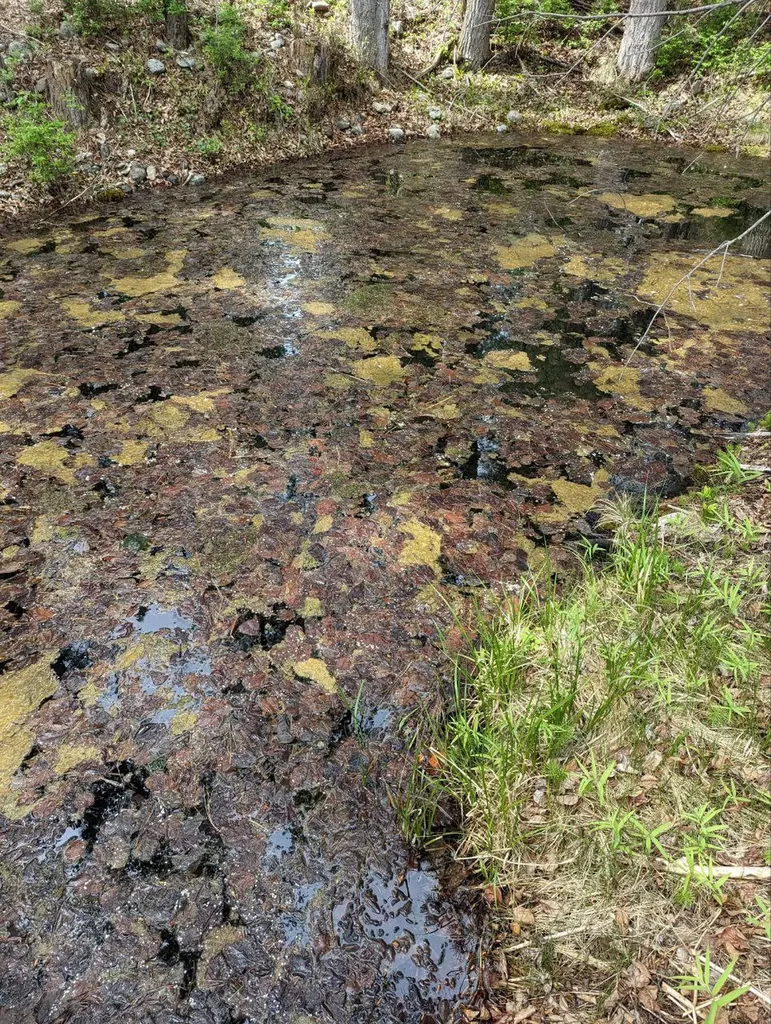 Blue Moose Ponds, Llc Stevensville MT 59870