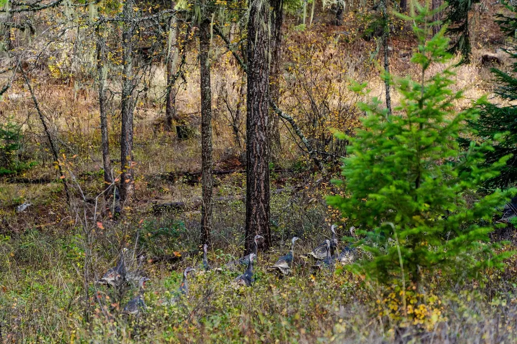 Lot 1 Mckay Minor Road Noxon MT 59853
