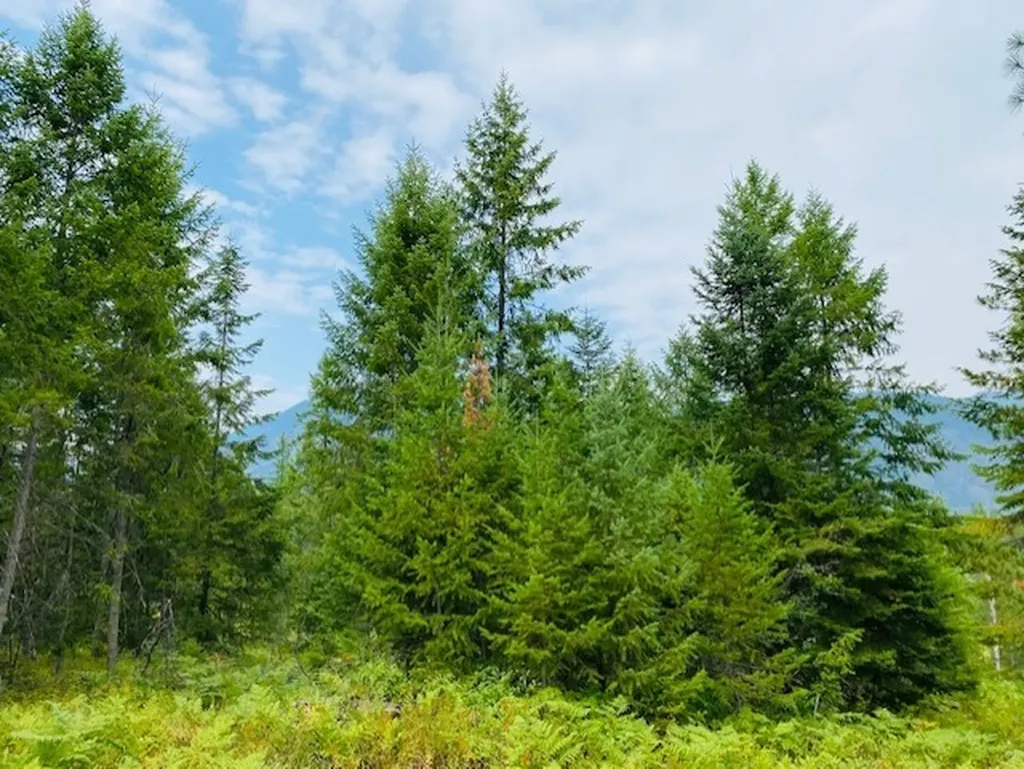 Nhn Creek View Lane Heron MT 59844