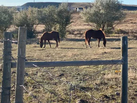 TBD Appaloosa Lane Vaughn MT 59487
