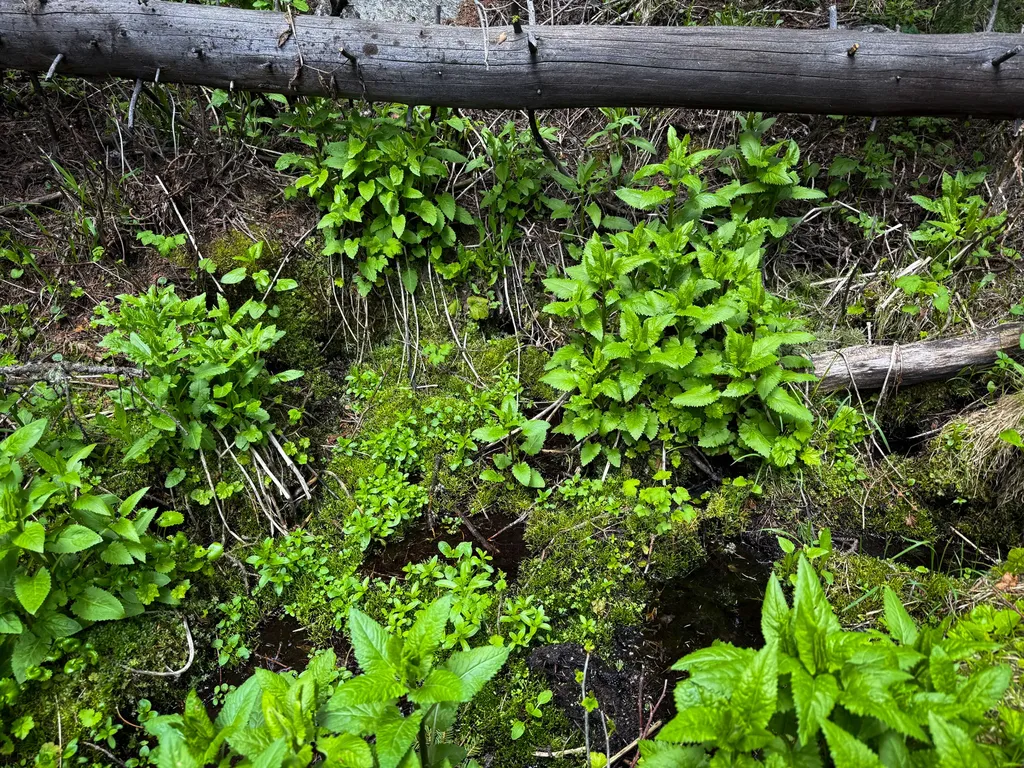 Nhn (160 Acres) Charcoal Creek Pony MT 59747