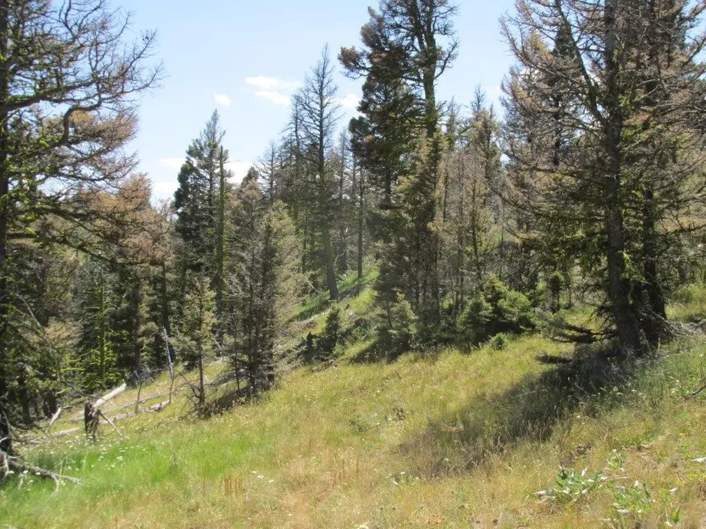 Tbd Bear Track Road Wolf Creek MT 59648