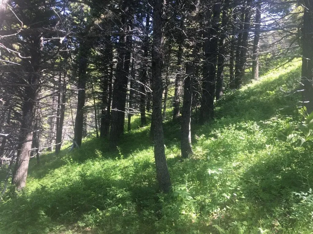 Tbd Bear Track Road Wolf Creek MT 59648
