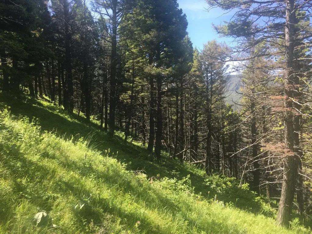 Tbd Bear Track Road Wolf Creek MT 59648