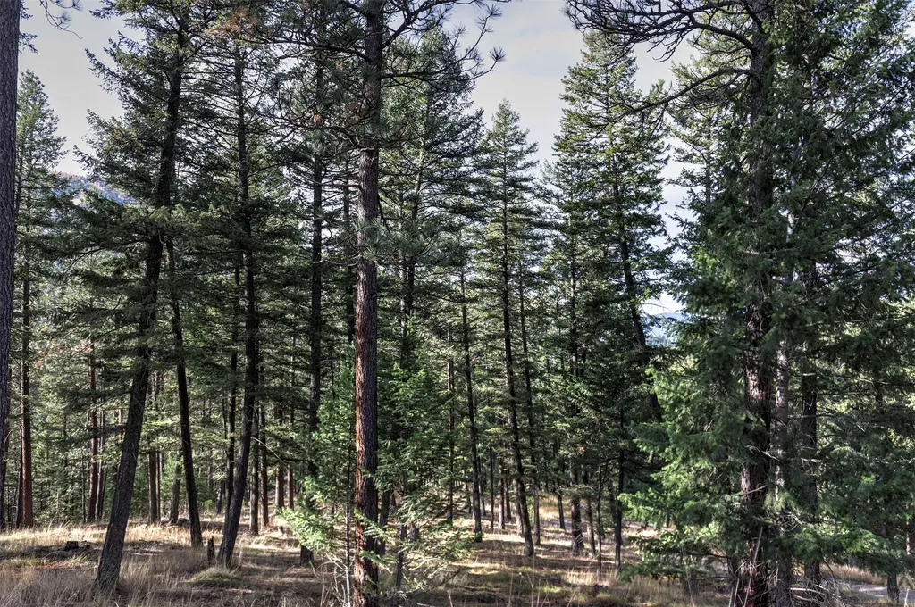 Parcel 3b Snowshoe Lane Missoula MT 59801