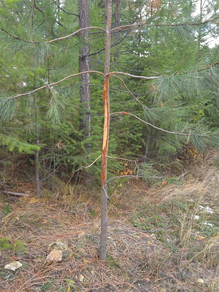 Nhn Baker Trail Road Darby MT 59829