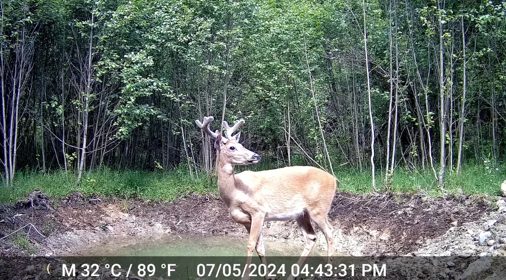 1980 Rabbit Creek Road Troy MT 59935