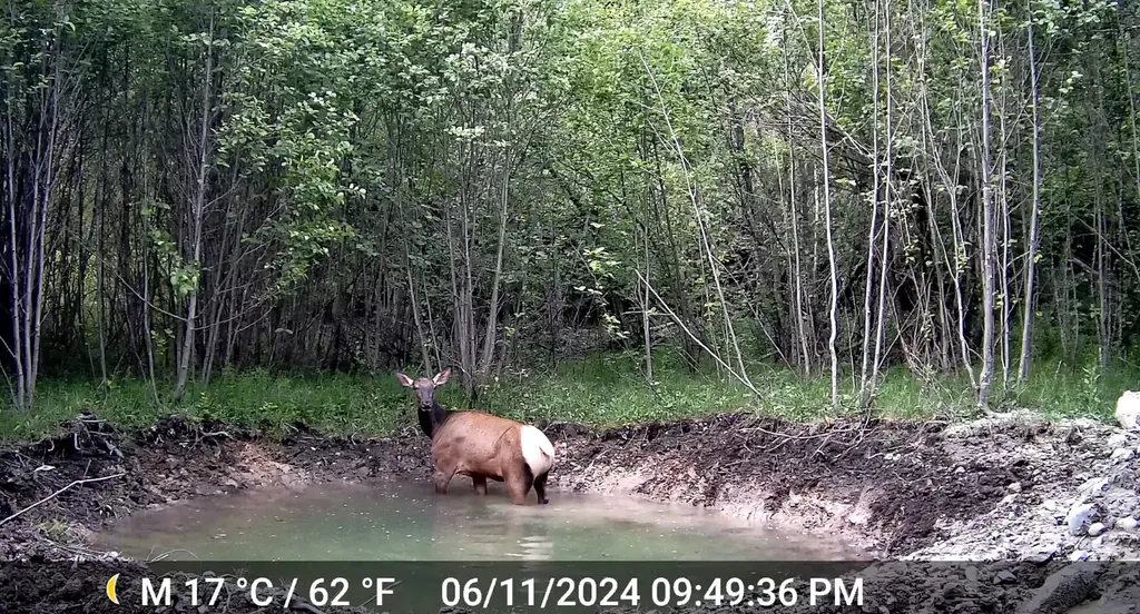 1980 Rabbit Creek Road Troy MT 59935