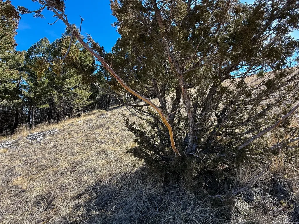 Tbd Lone Pine Gulch Road Ramsay MT 59748