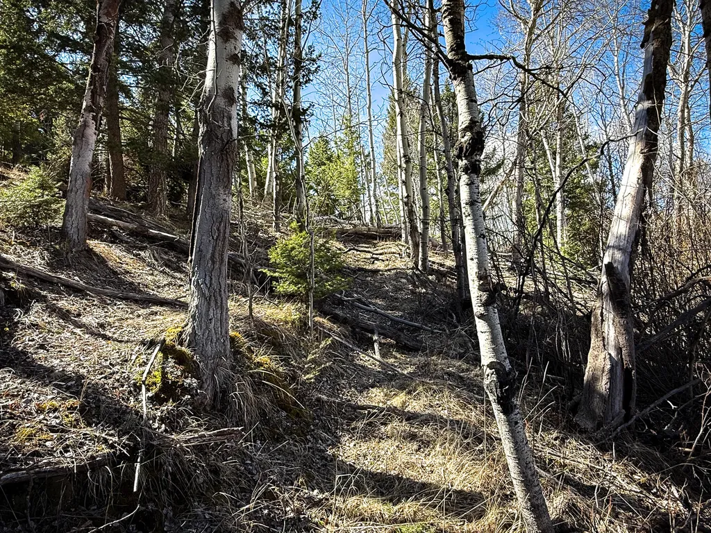 Tbd Lone Pine Gulch Road Ramsay MT 59748