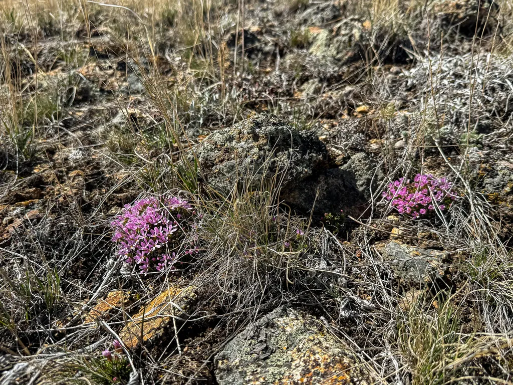 Tbd Lone Pine Gulch Road Ramsay MT 59748