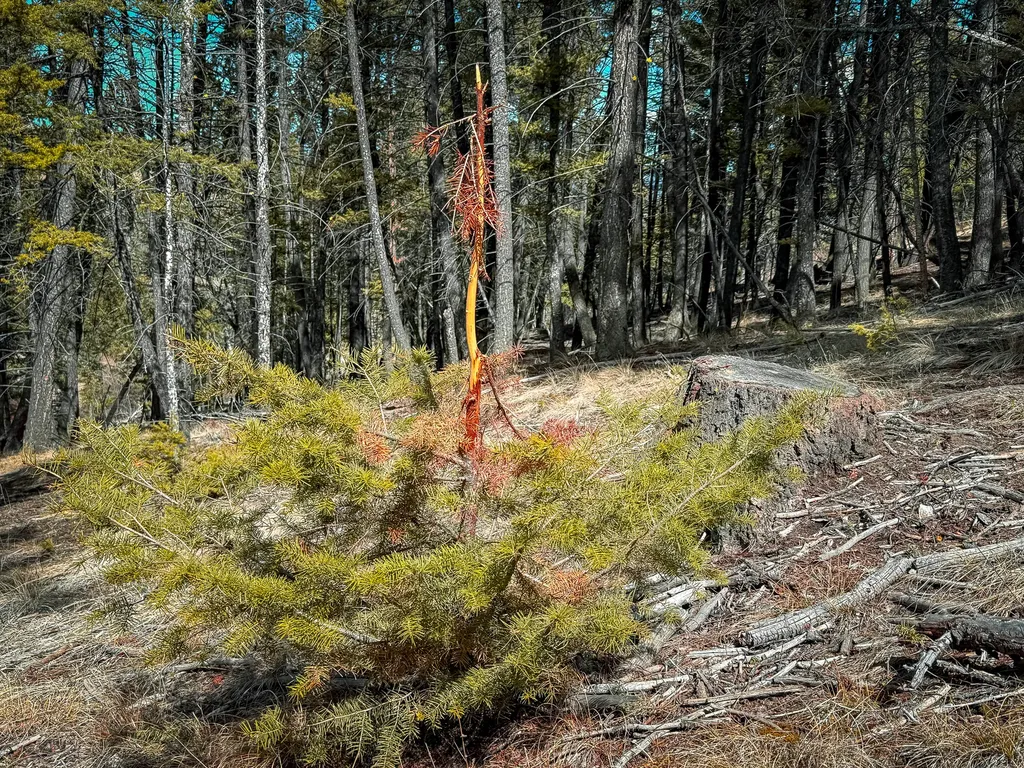 Tbd Lone Pine Gulch Road Ramsay MT 59748