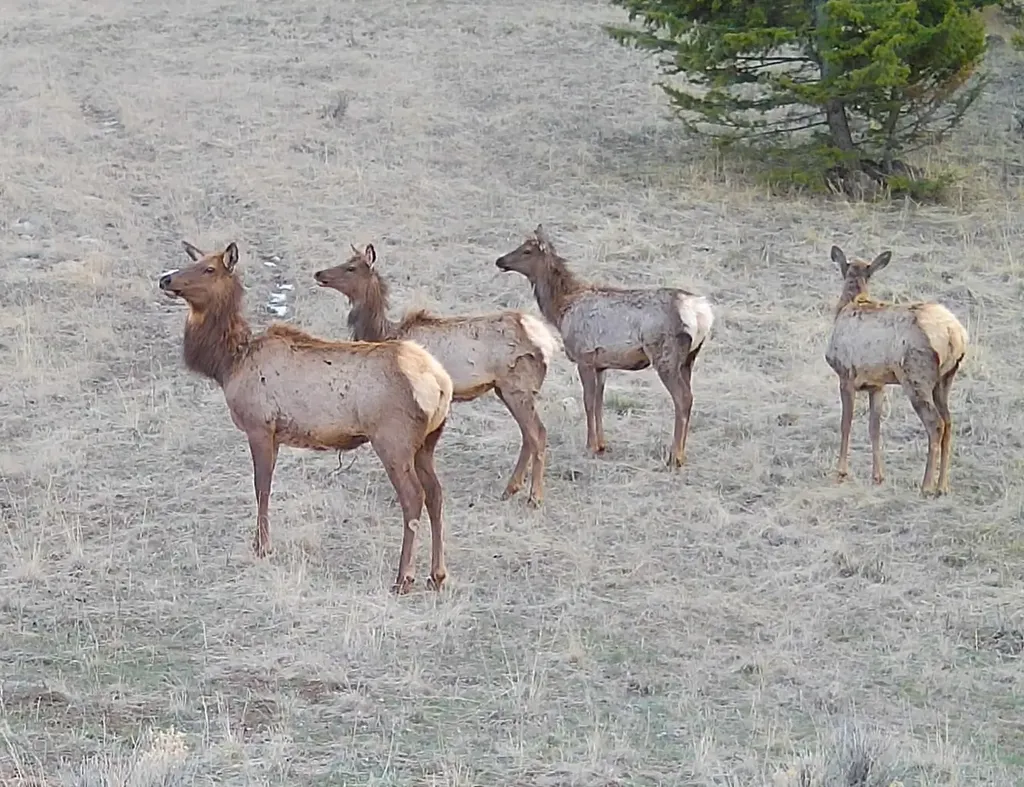 Tbd Lone Pine Gulch Road Ramsay MT 59748