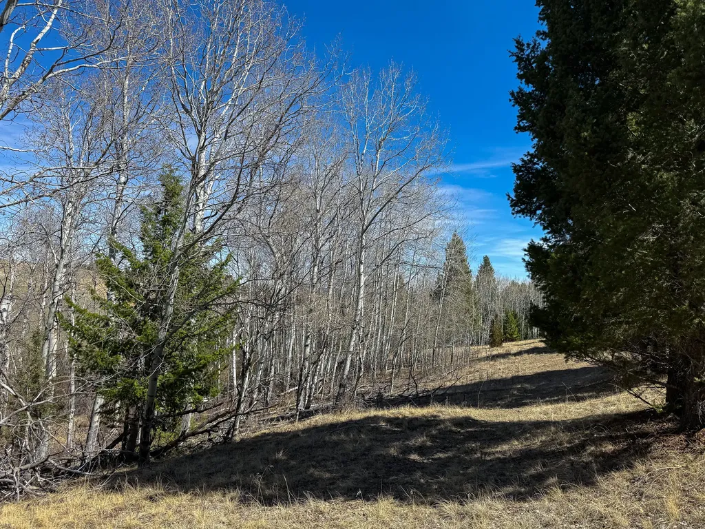 Tbd Lone Pine Gulch Road Ramsay MT 59748
