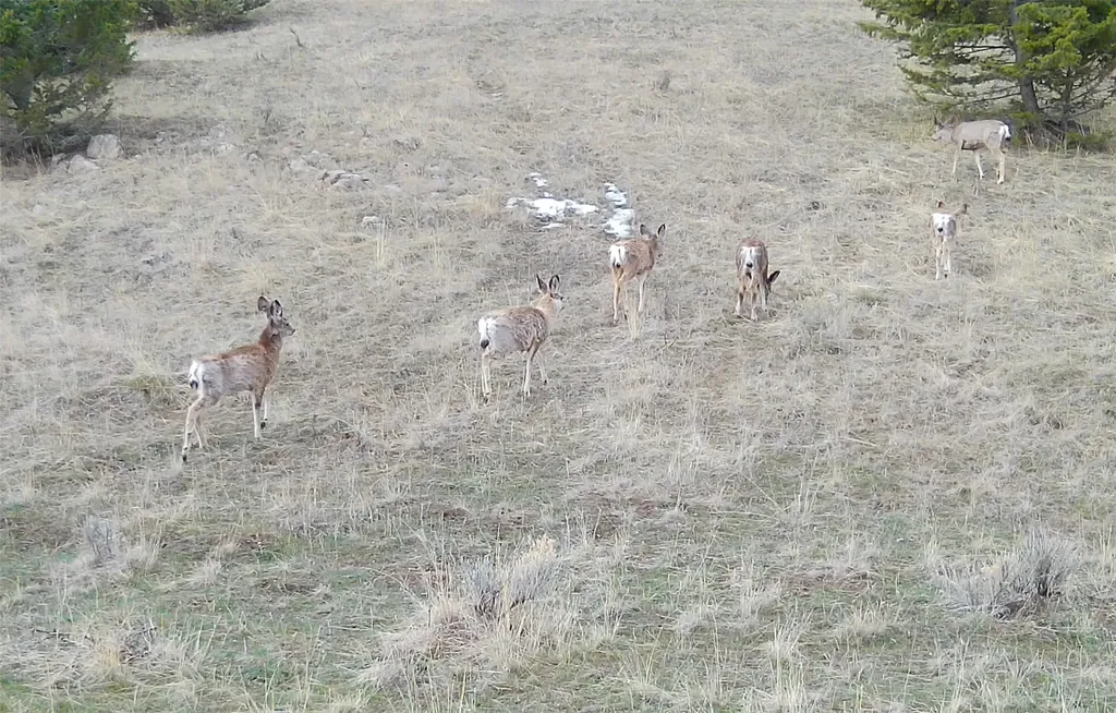 Tbd Lone Pine Gulch Road Ramsay MT 59748
