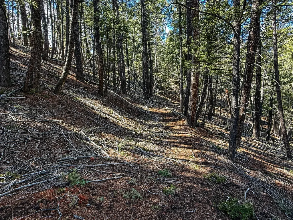 Tbd Lone Pine Gulch Road Ramsay MT 59748