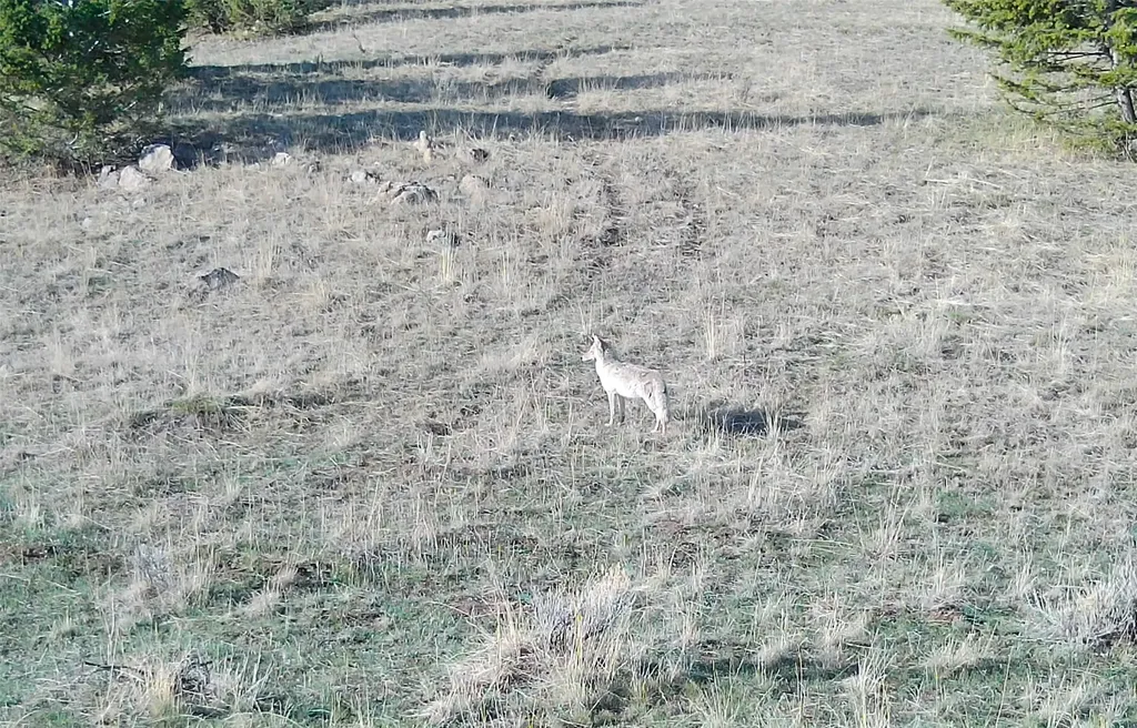 Tbd Lone Pine Gulch Road Ramsay MT 59748