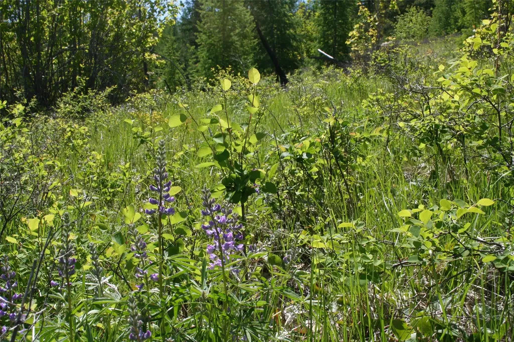 1450 Kienas Road Kalispell MT 59901
