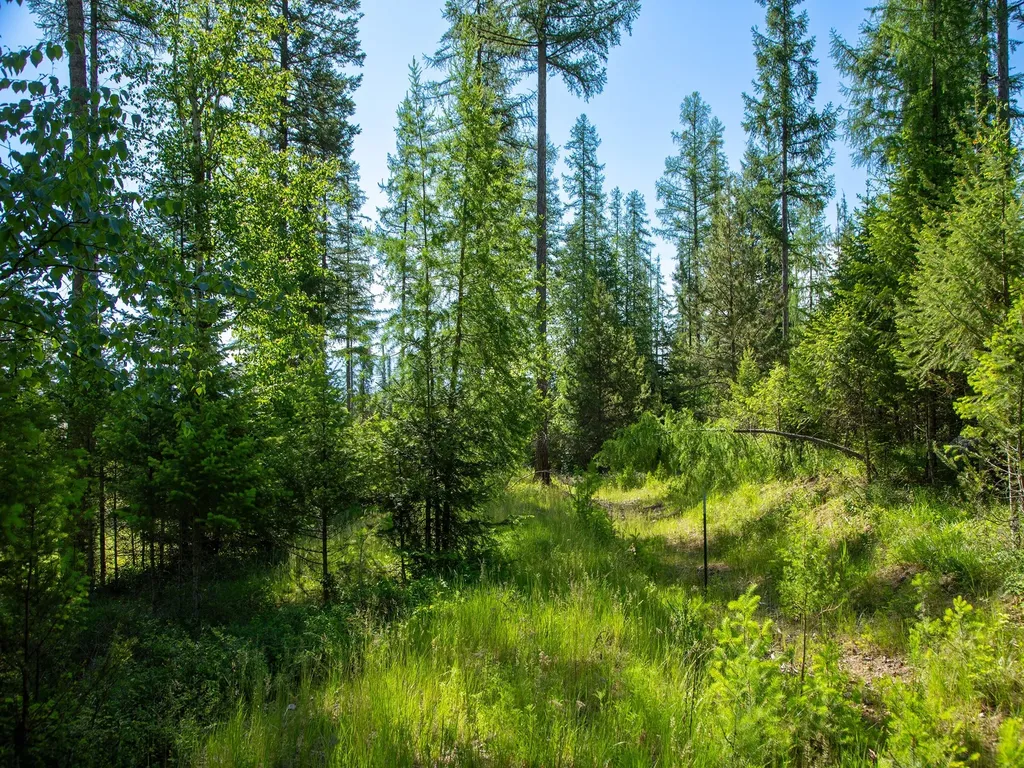 308 Haugen Heights Whitefish MT 59937