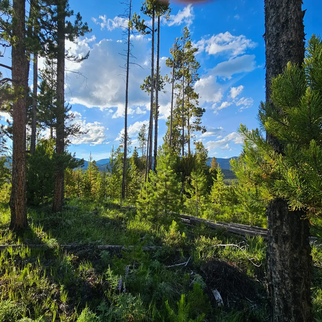 Nhn Herring Flats Road Anaconda MT 59711
