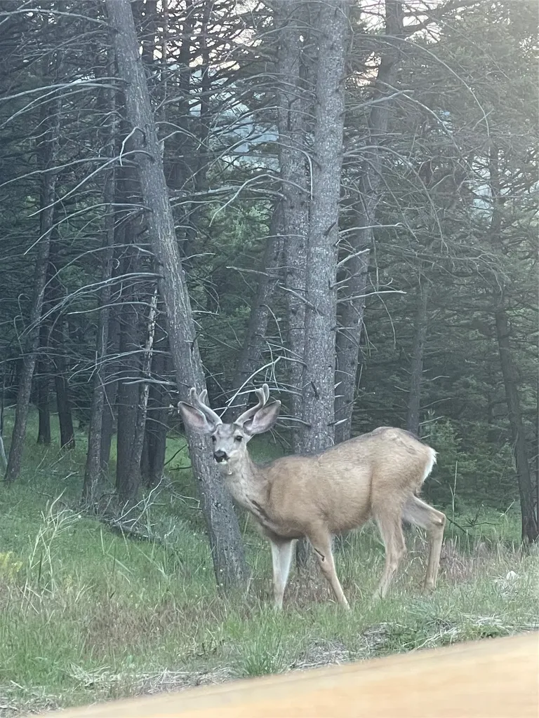 94 Wildlife Way Jefferson City MT 59638