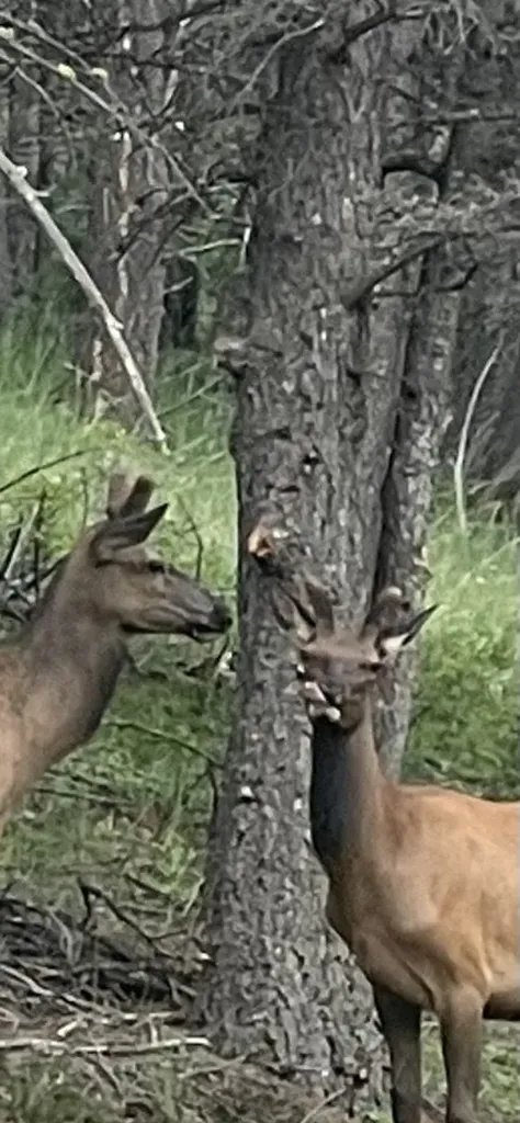 94 Wildlife Way Jefferson City MT 59638
