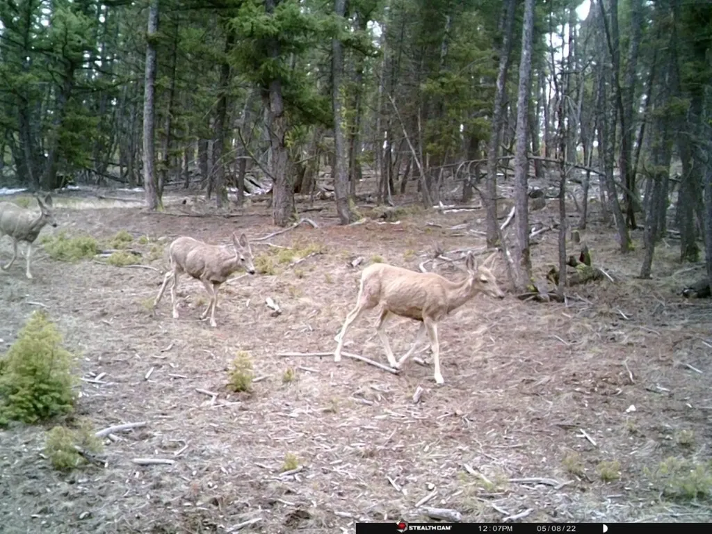 Tbd Camp Creek Road Melrose MT 59743