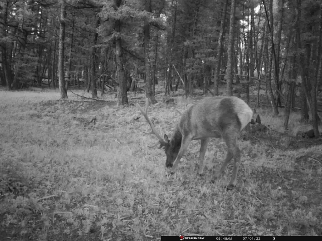 Tbd Camp Creek Road Melrose MT 59743