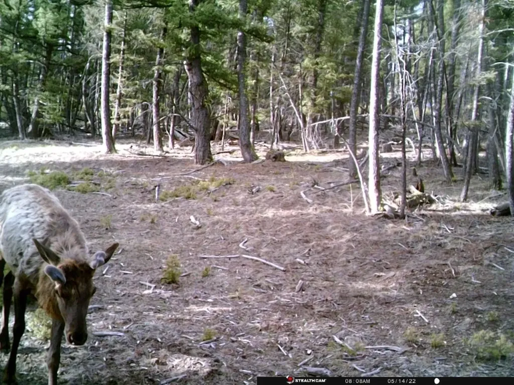 Tbd Camp Creek Road Melrose MT 59743