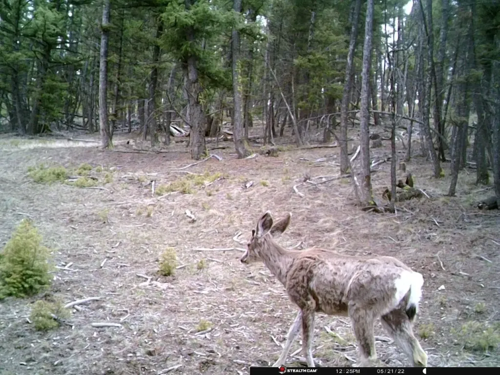 Tbd Camp Creek Road Melrose MT 59743