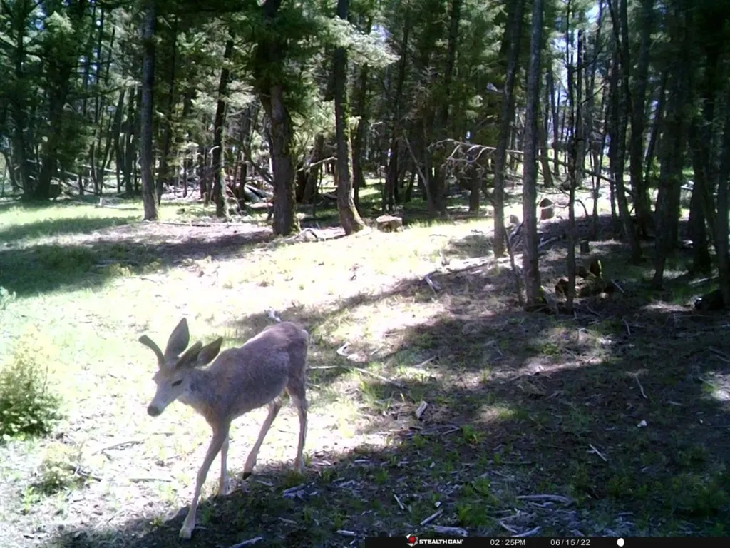 Tbd Camp Creek Road Melrose MT 59743