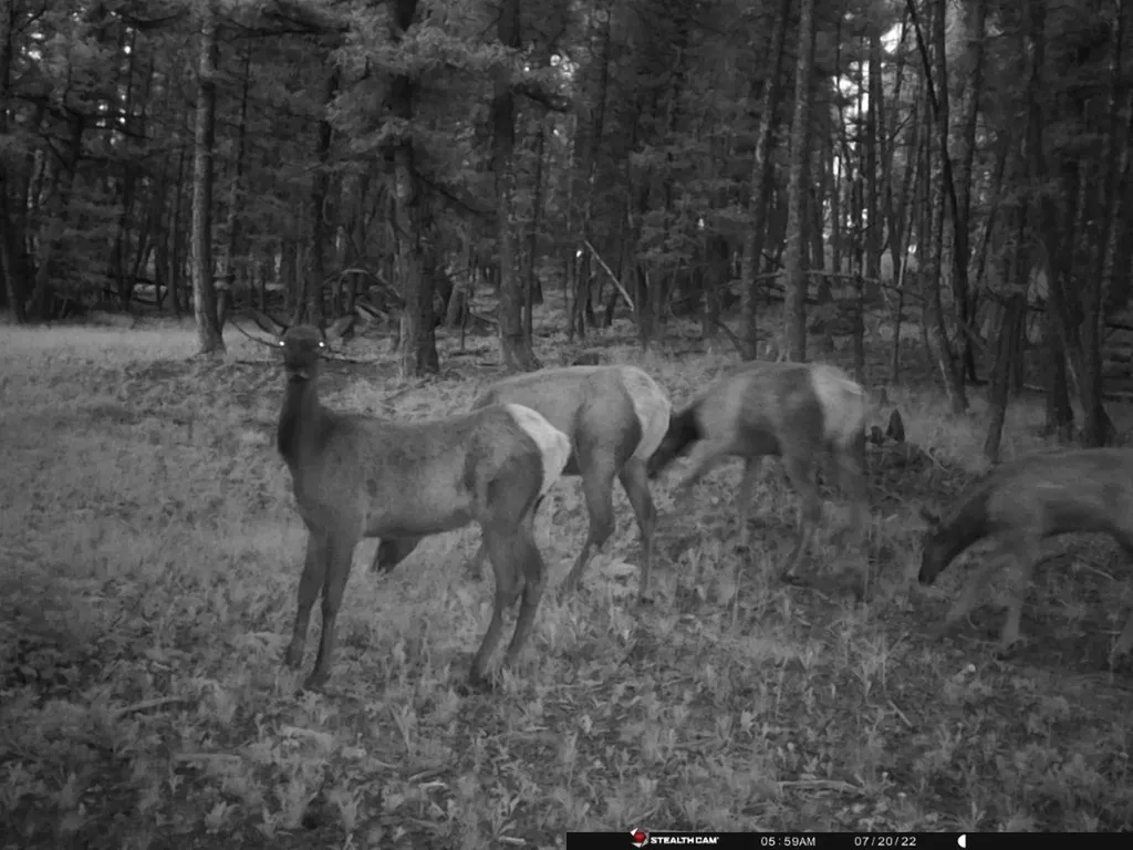 Tbd Camp Creek Road Melrose MT 59743