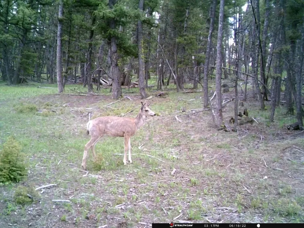 Tbd Camp Creek Road Melrose MT 59743