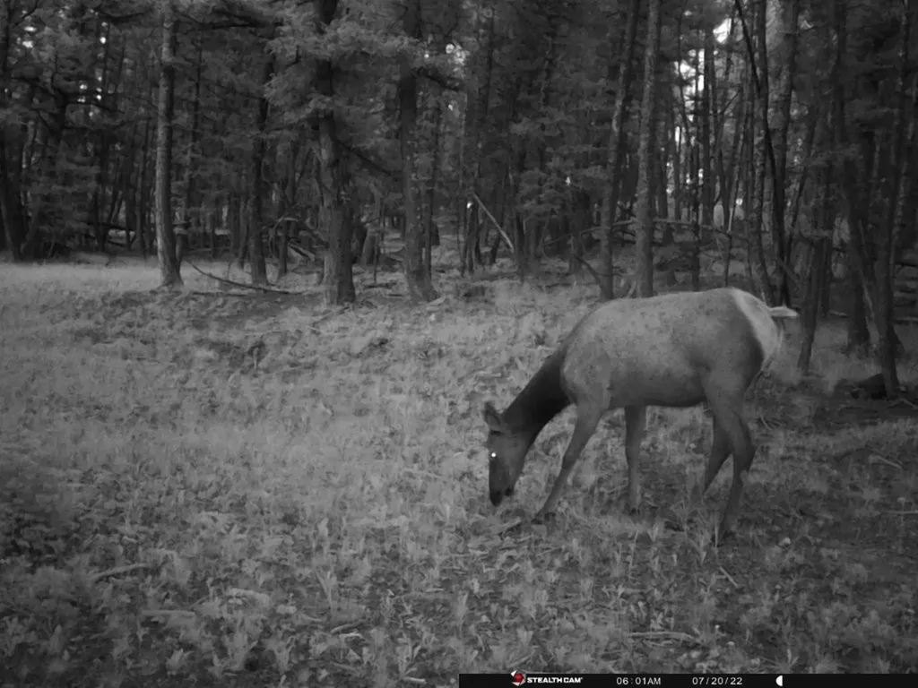 Tbd Camp Creek Road Melrose MT 59743